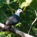 흰머리비둘기 [White-headed pigeon (Columba leucomela)] 이미지