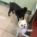 압구정메이트동물병원 이미지