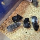 성내 당구장 이미지