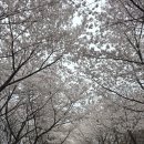 중앙사슴목장 이미지