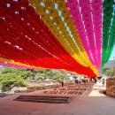 스테이 소소호강 | 강남 도심속 봉은사 활짝 핀 홍매화와 봄꽃들