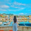 나라애견 이미지