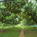 참새골농원 이미지