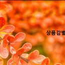 꿀리 이미지