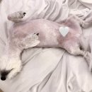 페리아 902 오션뷰 스파 펜션 이미지