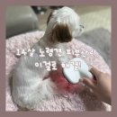 퍼벨로 힐링펫스타일러 후기｜근적외선브러쉬로 14살 노령견 피부진정 시작!