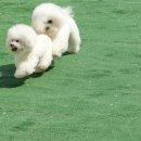 월드켄넬 이미지