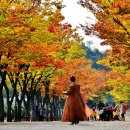 마로니 이미지