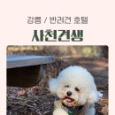 무민네 애견돌봄호텔 | 강릉 애견호텔 추천, 반려견이 편안한 사천견생 강아지호텔링 솔직 후기