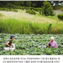 (주)빅팜푸드 | 군산 주박장아찌 체험단 - 레팩X빅팜 로컬 식문화 바로 알기 캠페인 마무리