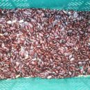 포포나무 민박 이미지