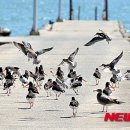 동물왕국 이미지