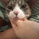 에이치동물메디컬센터 | 부산 동물병원 부곡동 24시 동물병원 ,H 동물 메디컬센터 진료후기