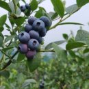 박희정농장 이미지