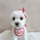 몽심살롱 이미지