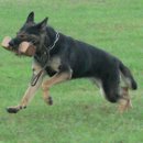 호반애견훈련소 이미지