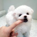 어바웃독 네이버블로그