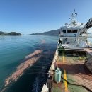 완도12호 이미지