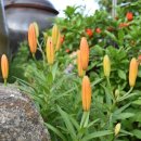 하늘나리 민박 이미지