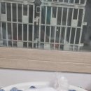 인천강아지분양 판도라독 가정분양 이미지