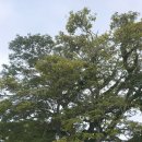 일류카서비스 | 괌 시내 중부 투어 추천 🌴 한인택시로 안전하게 둘러보는 괌 자유여행 완벽 가이드