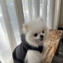 미끄마끄 - 서구 | 포근한 후드 올인원, 미끄마끄 옷 입혀봤어요🐾