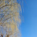 톨리스트(TALLEST)