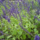 블루세이지 이미지