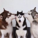 고마워강아지 이미지