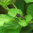 매봉산/봉화산▲ 뻐꾸기 우는 산에서 보낸 오후.. 경남 통영 이미지