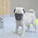 아이러브펫동물병원 이미지