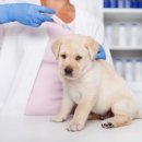 동아동물병원 이미지