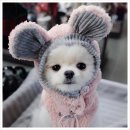 의정부강아지분양 고양이분양 마이펫브로 의정부점 | 의정부 가능동 고양이분양 마이펫브로 의정부점