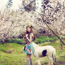 코코 서플라이 이미지