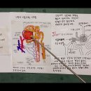 신장(콩팥)에서 생산하는 혈압조절 호르몬과 적혈구 생성호르몬 이미지