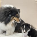 테일러퍼피 이미지