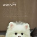 둘리애견미용샵 이미지