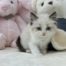 강남고양이분양 러브앤캣 | 강남랙돌고양이분양 강남에서 만나는 프리미엄 랙돌 책임분양 후기