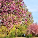 완산-40 | 전북 봄꽃 여행지! 뻔한 벚꽃 말고? 전주 완산칠봉 &amp; 부안 유채꽃 '심쿵'