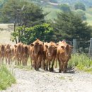 왕성축산 이미지