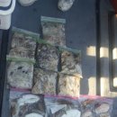 갑오징어짱 이미지