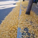 부림초등학교 앞 이미지