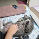 코앤츄 네이버블로그