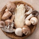 양송이 카카오 검색결과