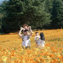 코스모스가든 이미지