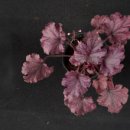 두리조경 이미지