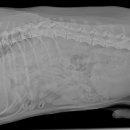 신제주동물병원 이미지