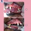 수지성복SL동물병원 | [강아지 스케일링 후기] 쪼꼬의 건치를 위해 수지성복SL동물병원 스케일링 및 피지낭종 시술 후기