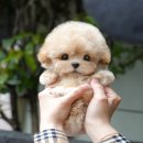 미유펫 강아지분양 고양이분양 부천점 이미지