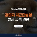 24시퍼스트동물의료센터 | 잠실동물병원에서 우리 먼치킨 진료 보고 온 24시잠실ON동물의료센터 후기